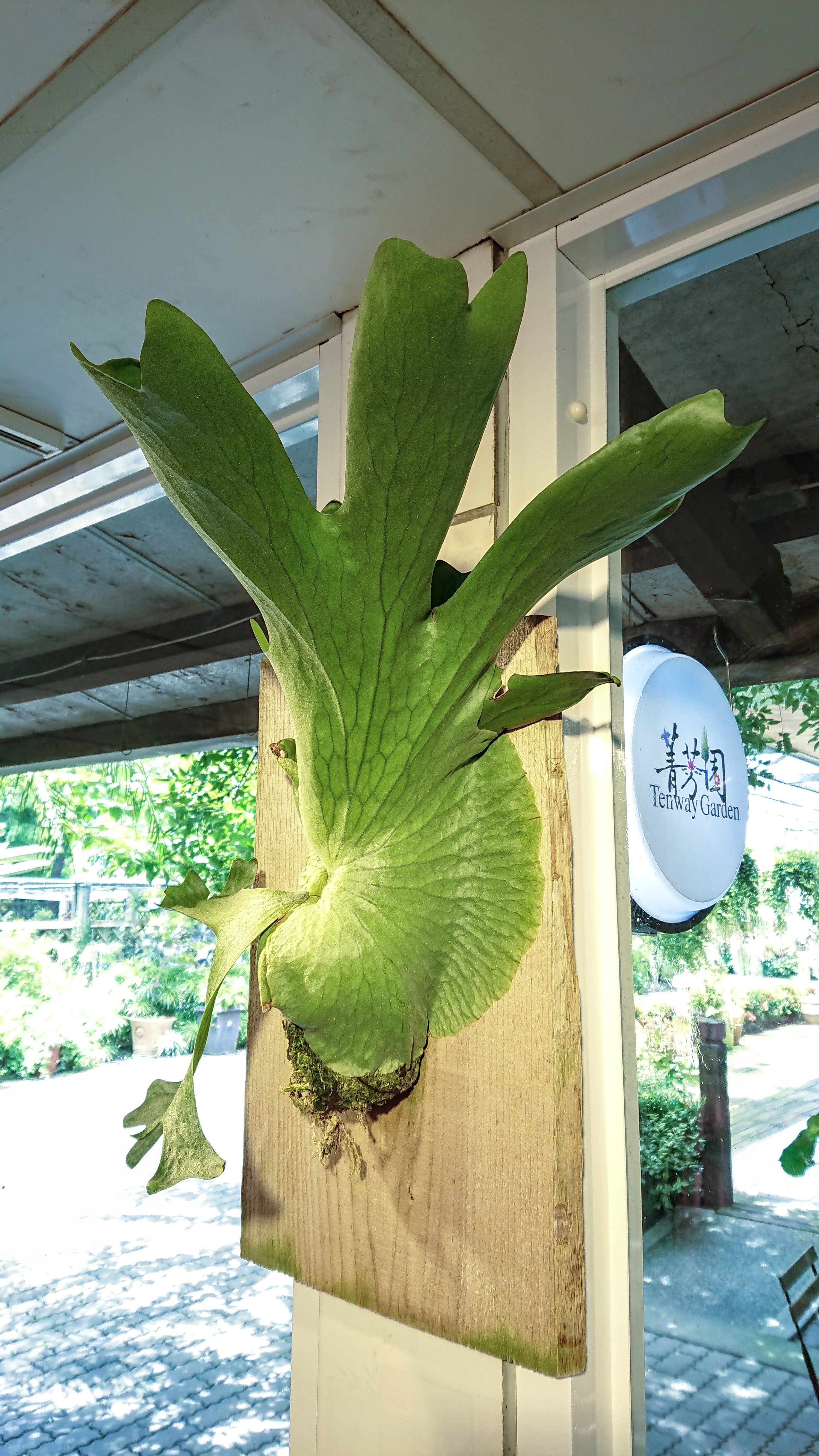 蕨类植物|凤尾蕨的鉴赏与栽培养护 - 知乎