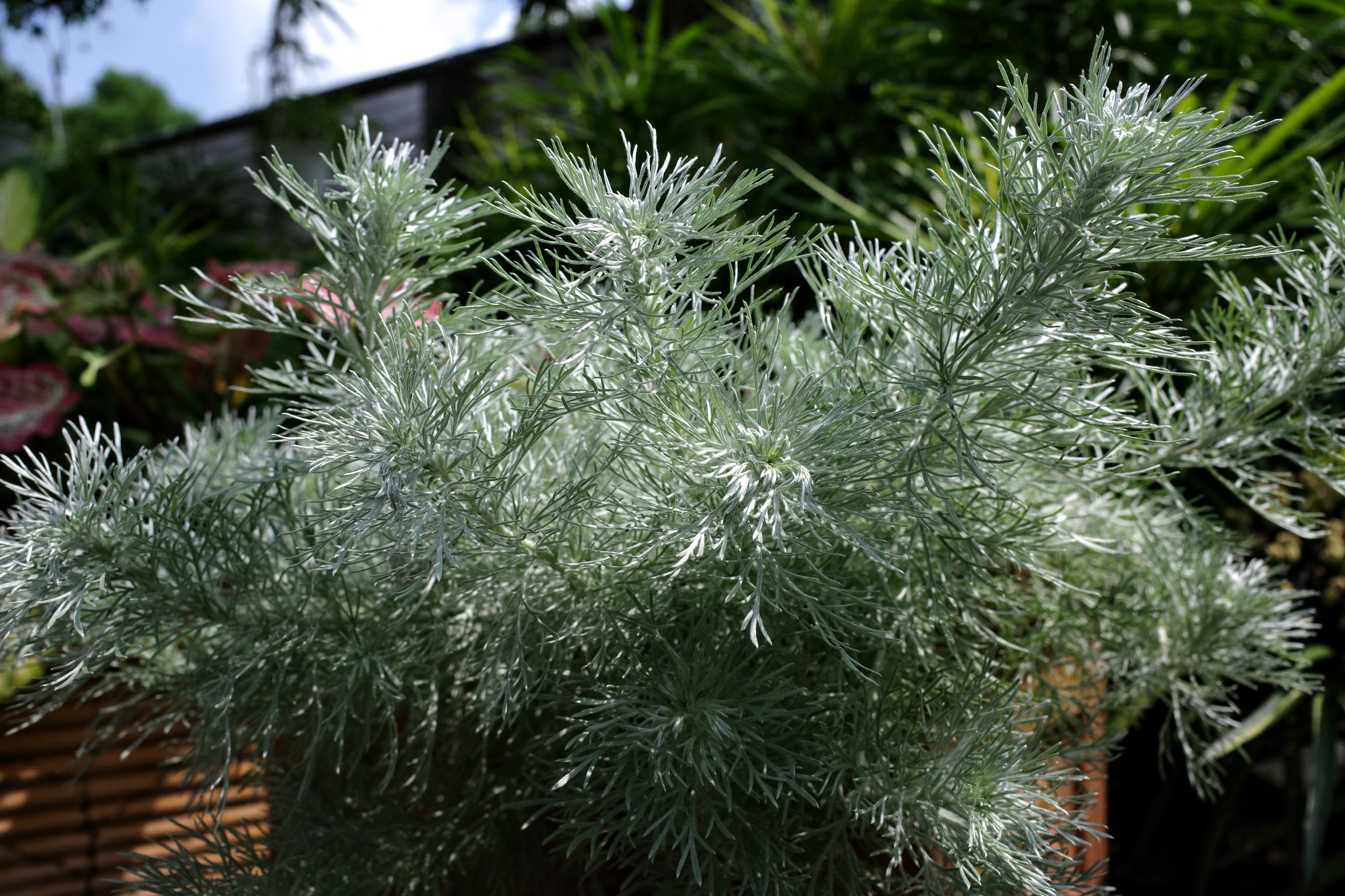 銀霧 菁芳園綠生活