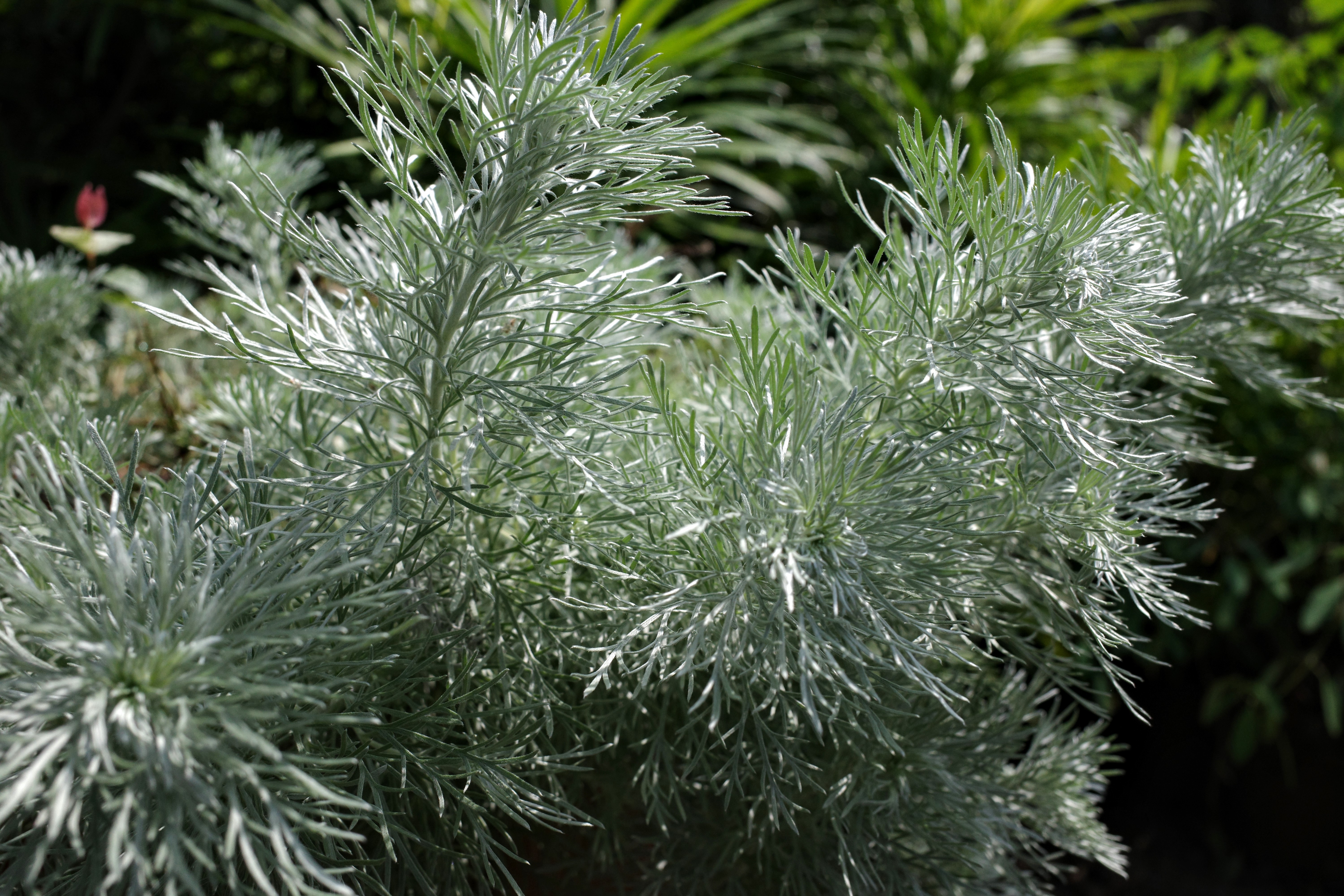 銀霧 菁芳園綠生活