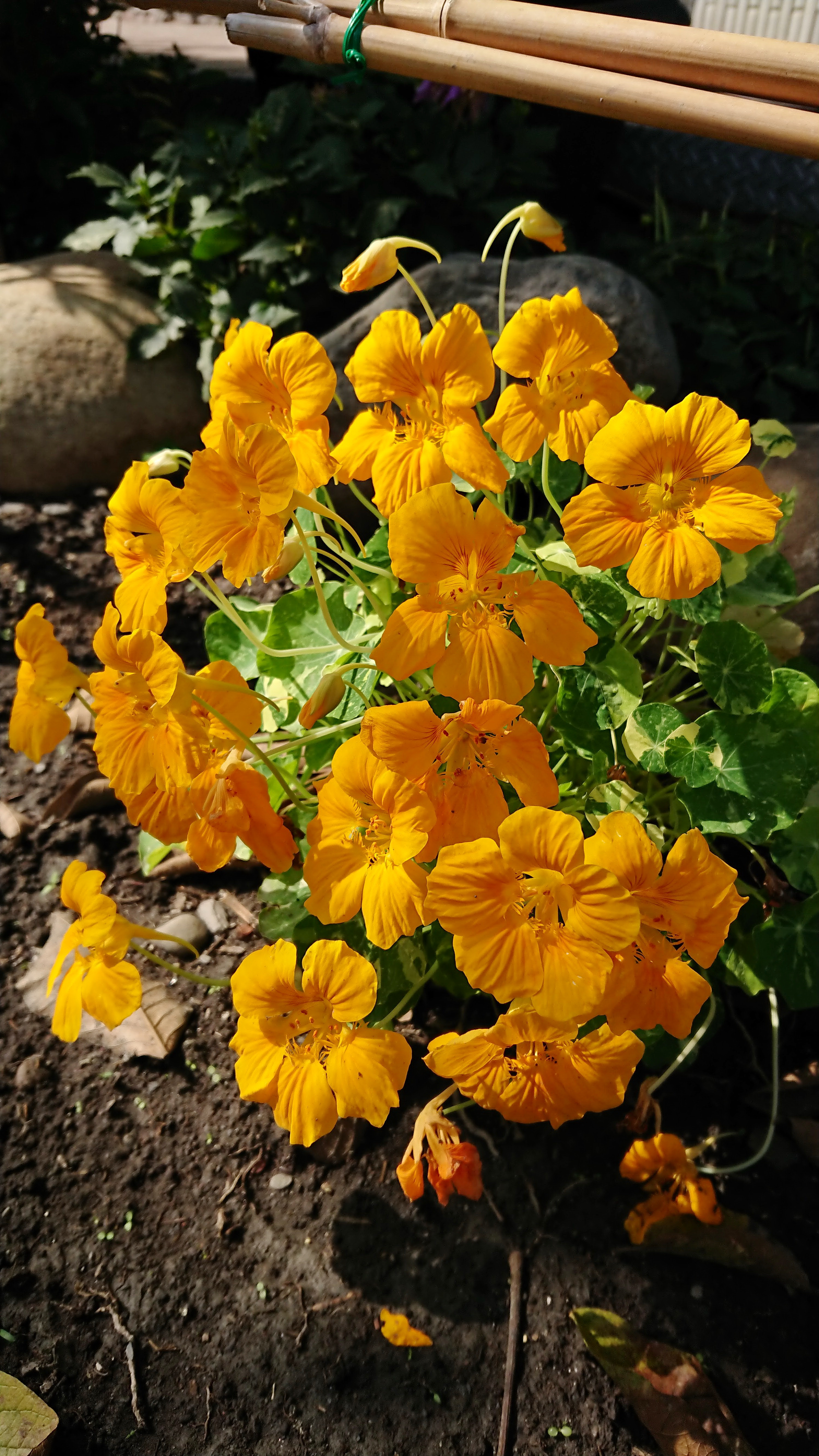 一年生草本植物annual Plants Therophyte 第3 頁 菁芳園綠生活