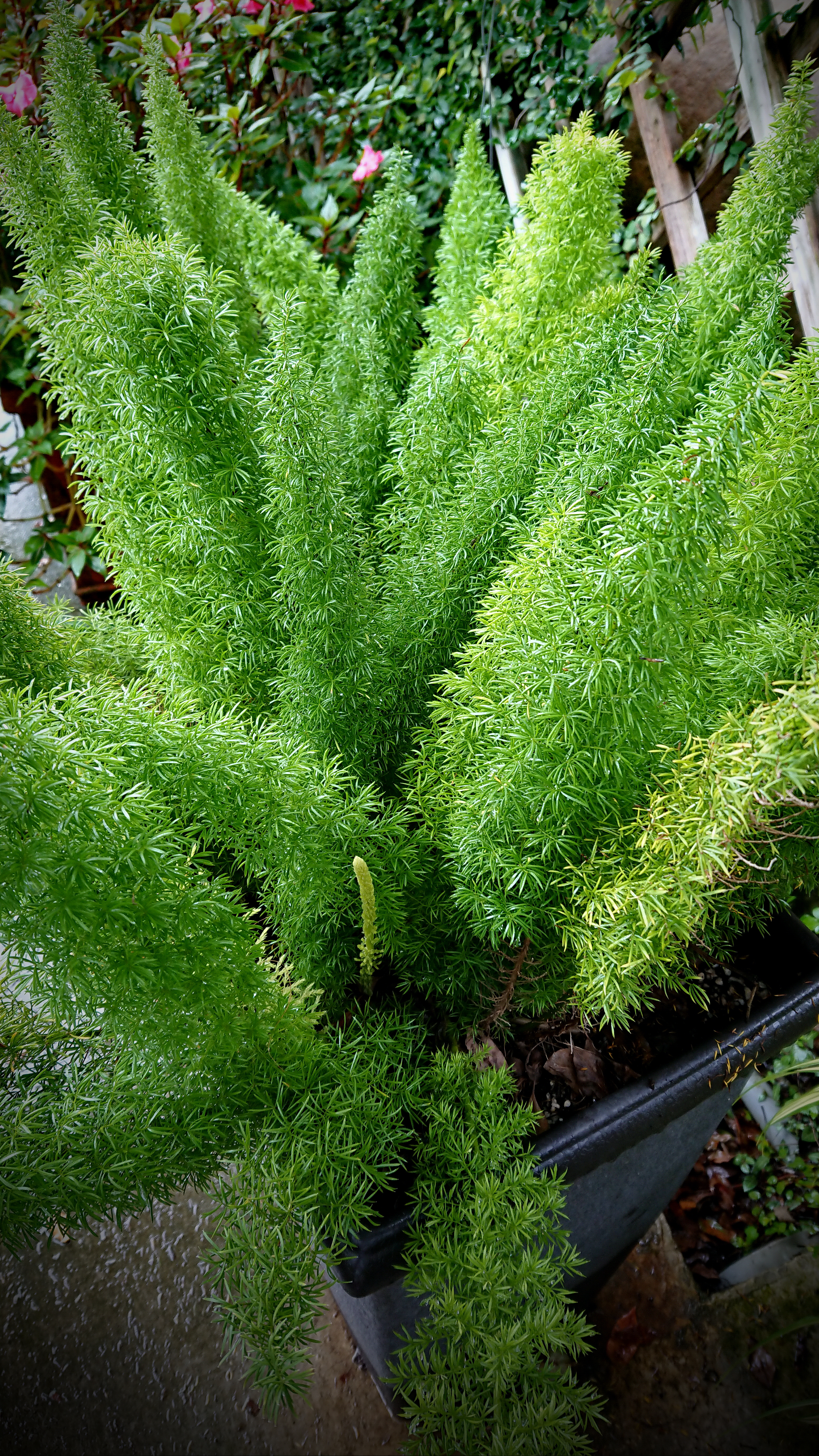 狐尾武竹asparagus Densiflorus 菁芳園綠生活