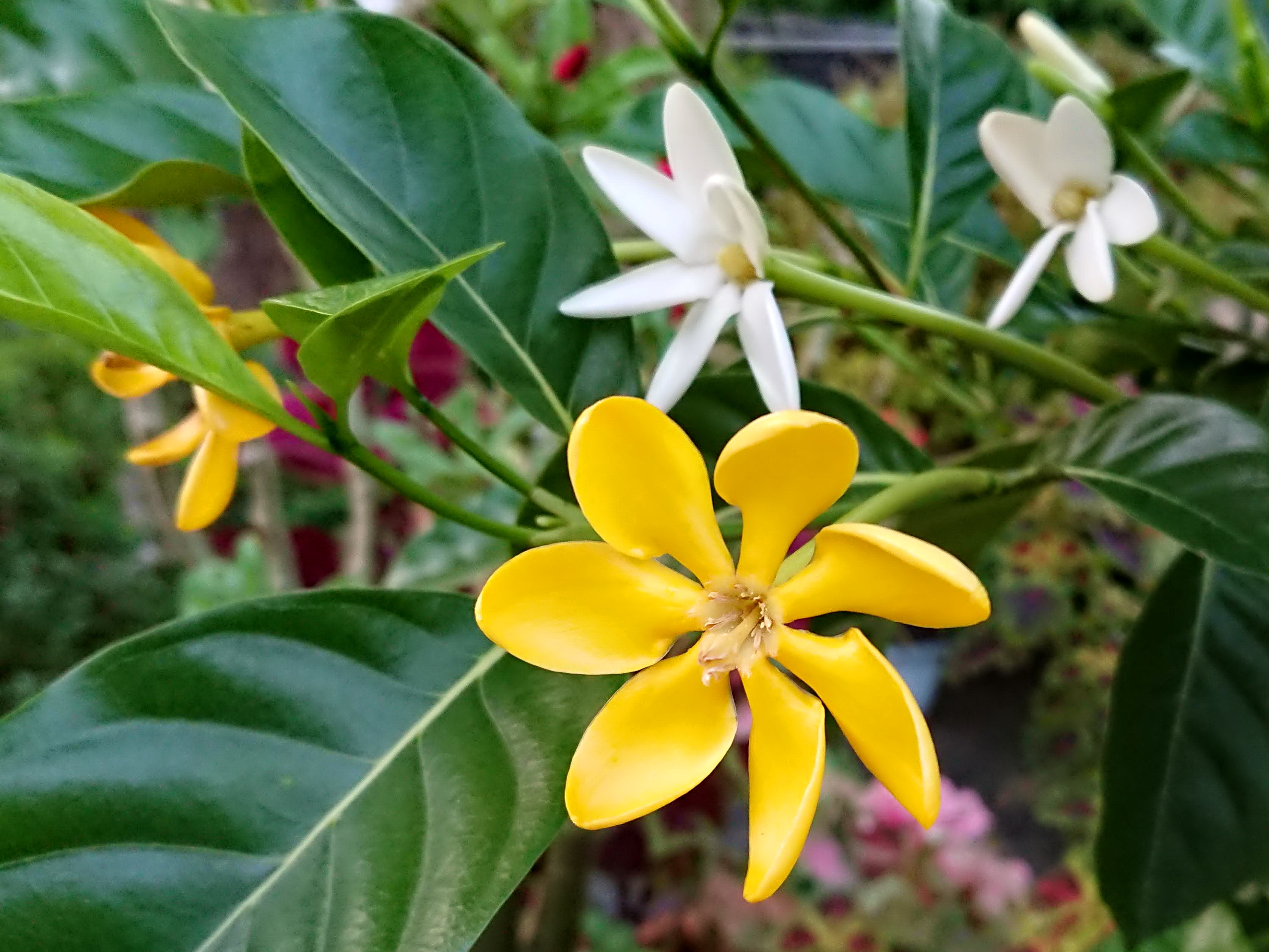 長管梔子 菁芳園綠生活