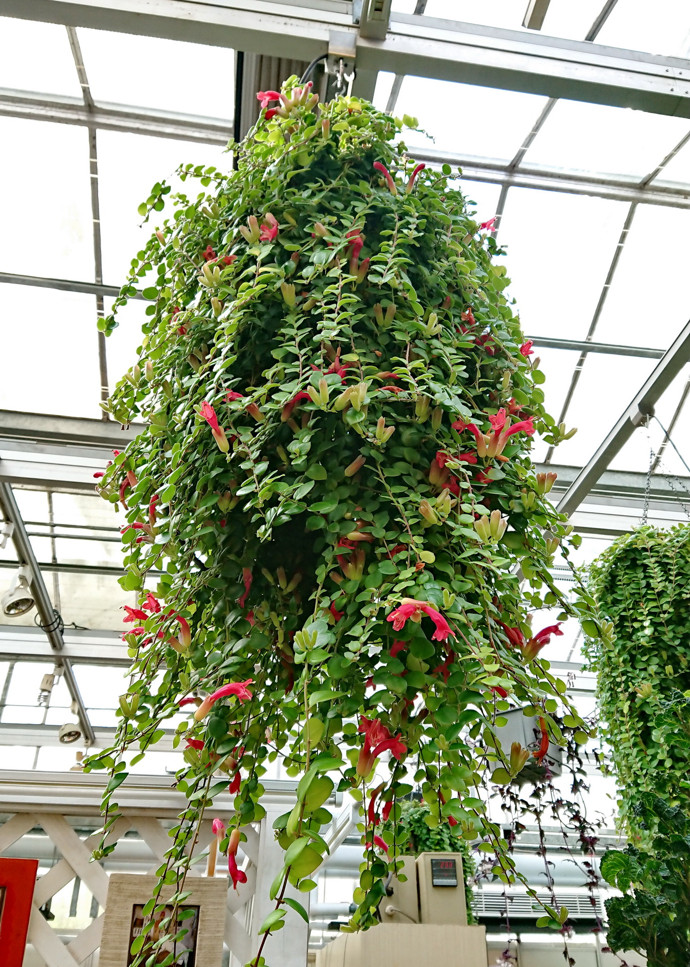 口紅花aeschynanthus 菁芳園綠生活