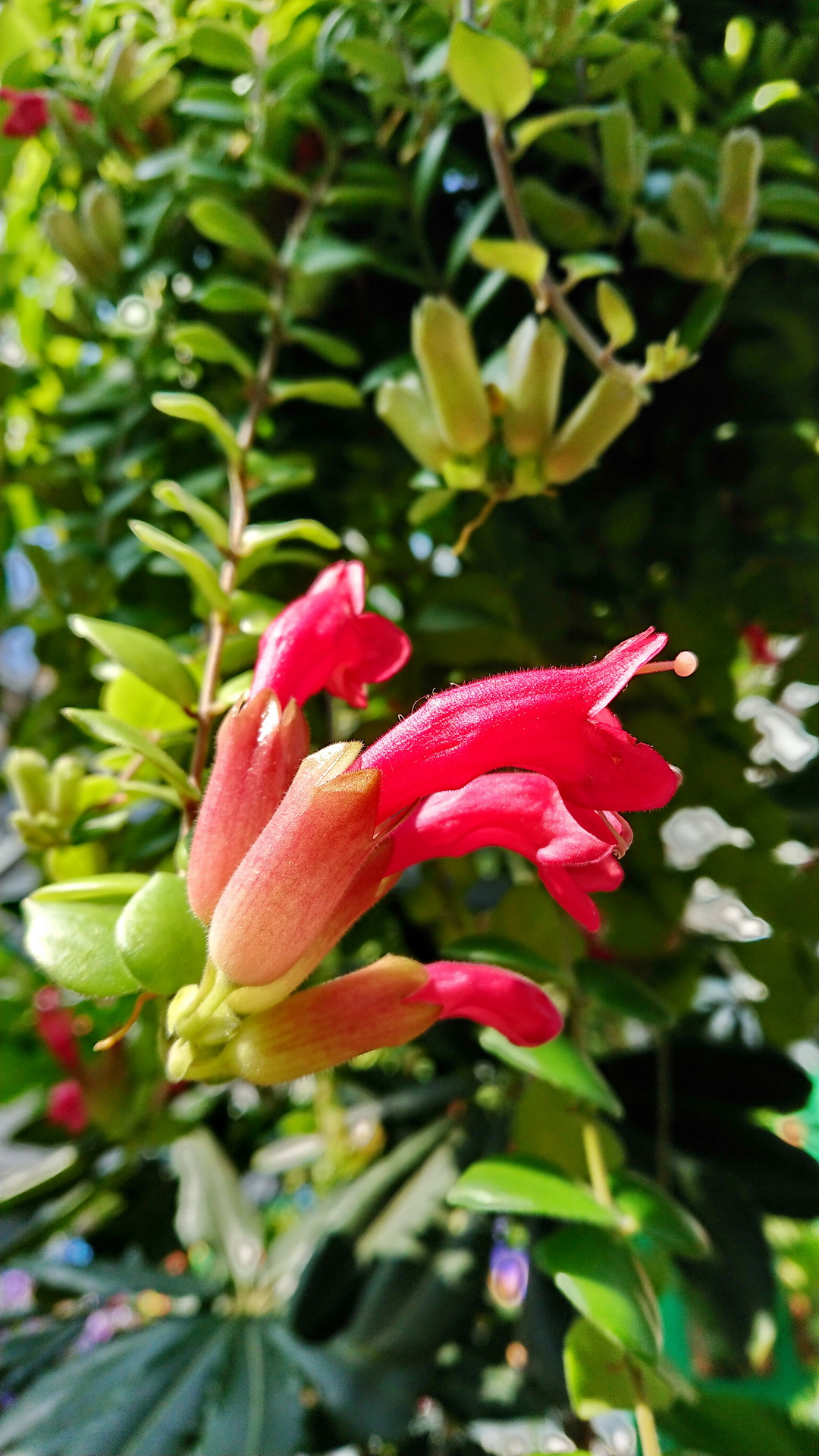 口紅花aeschynanthus 菁芳園綠生活