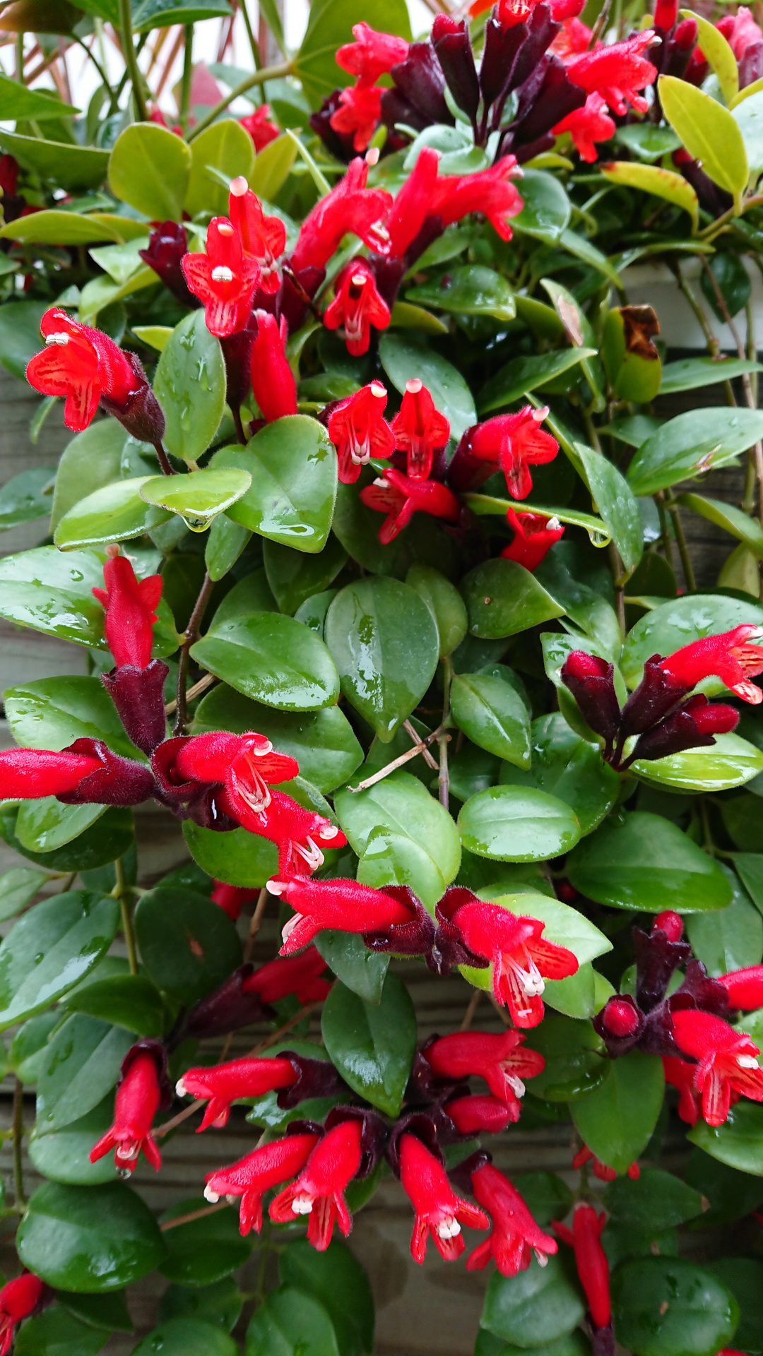 口紅花aeschynanthus 菁芳園綠生活