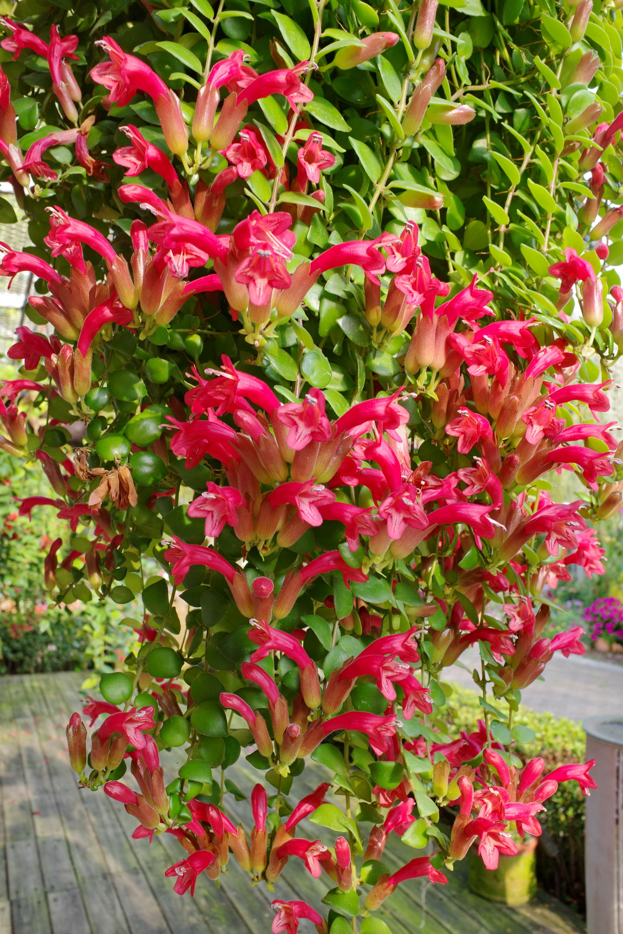 口紅花aeschynanthus 菁芳園綠生活