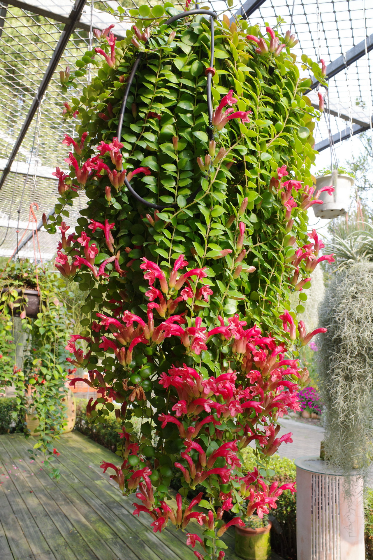 口紅花aeschynanthus 菁芳園綠生活