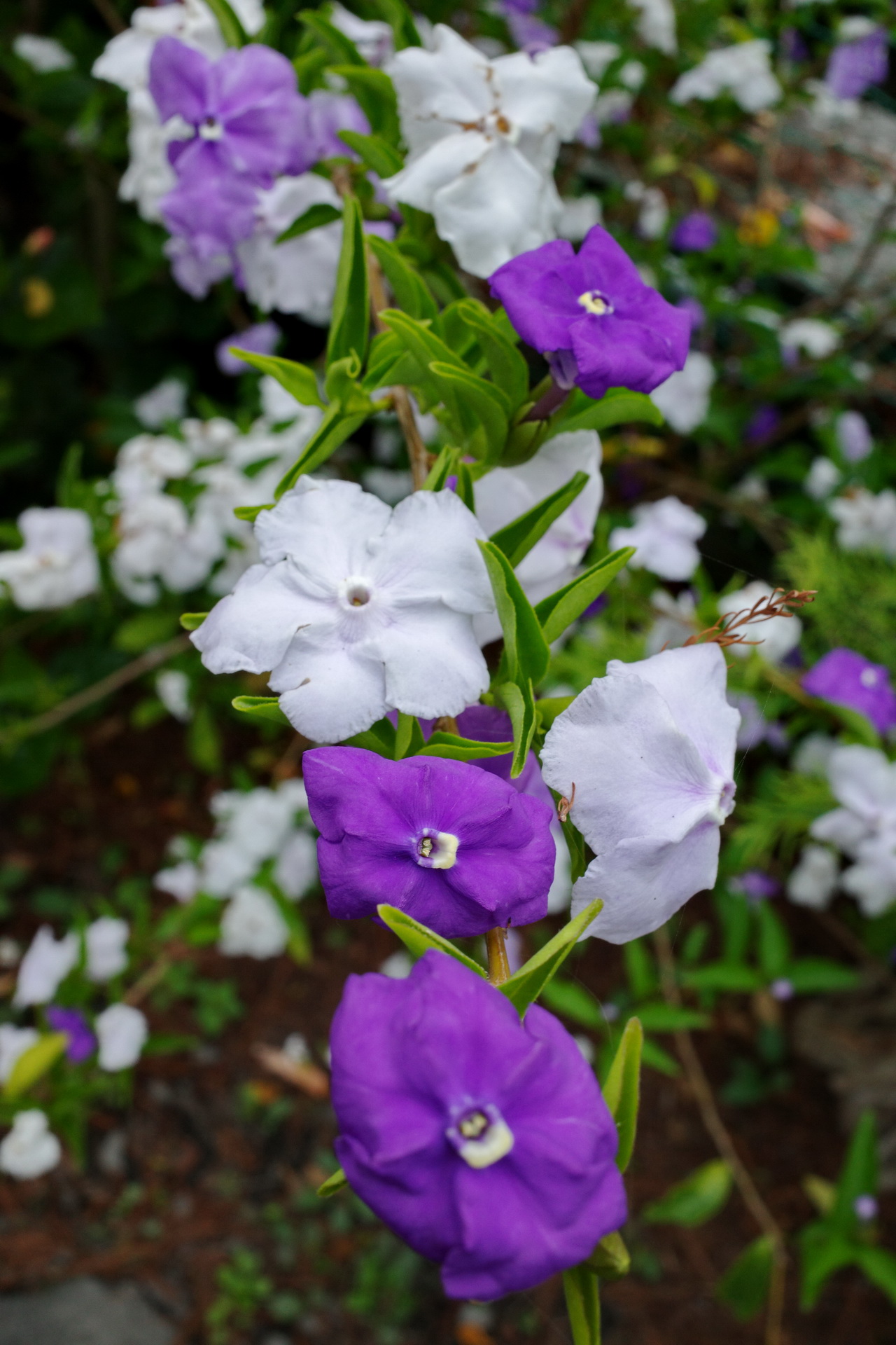 茉莉花开吻秋意