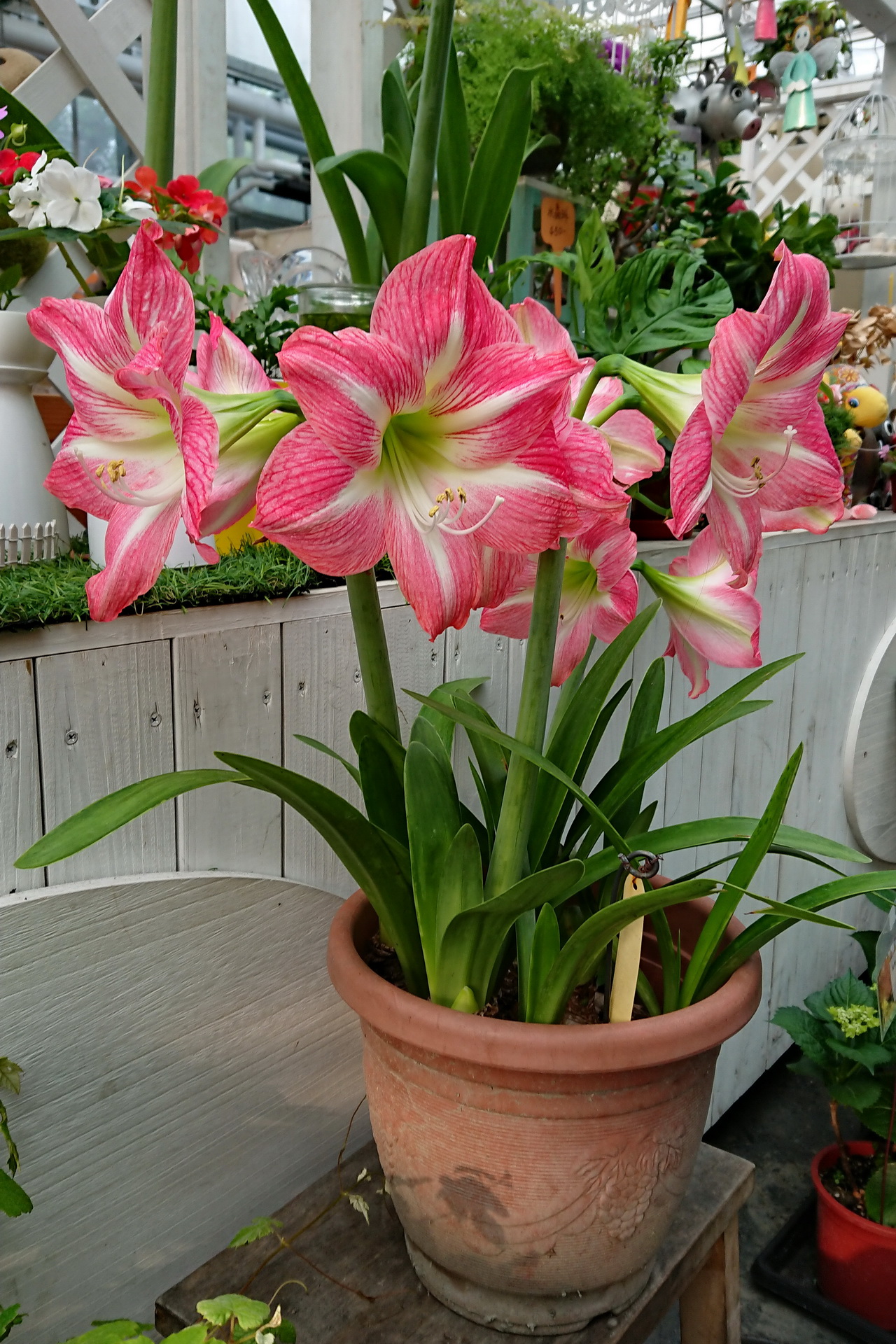 孤挺花Hippeastrum – 菁芳園綠生活