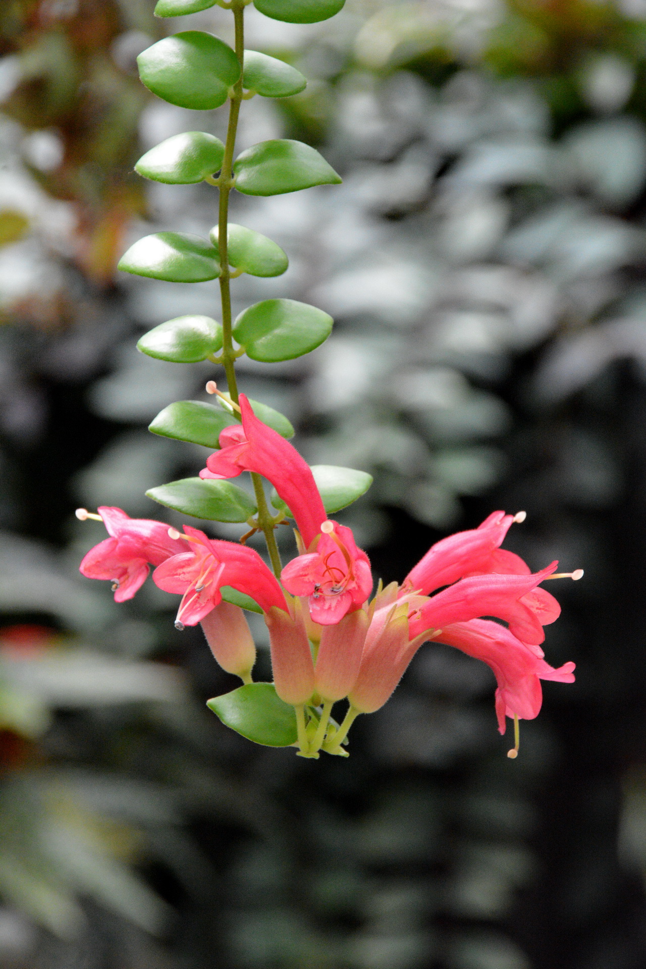 口紅花aeschynanthus 菁芳園綠生活