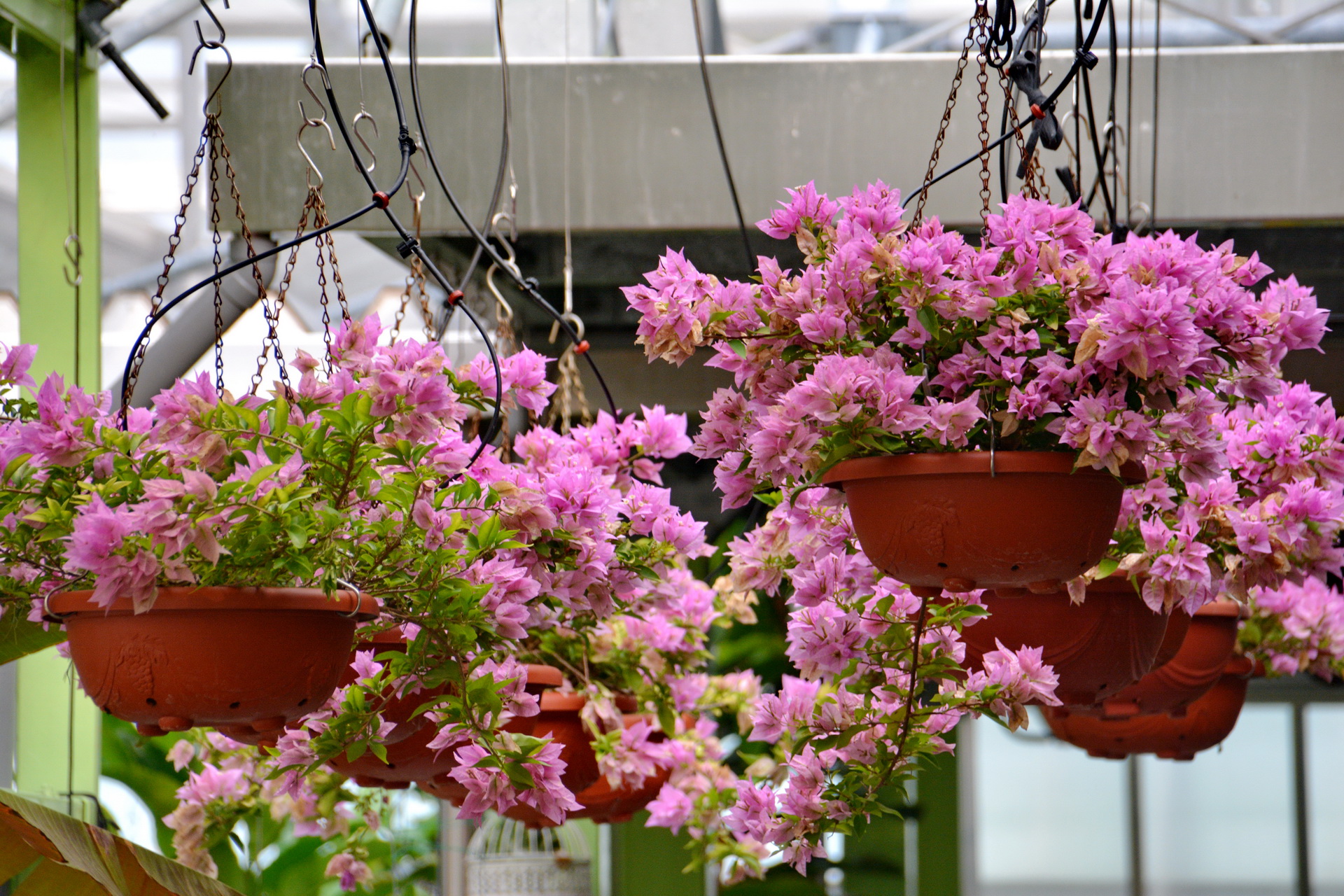 九重葛 菁芳園綠生活