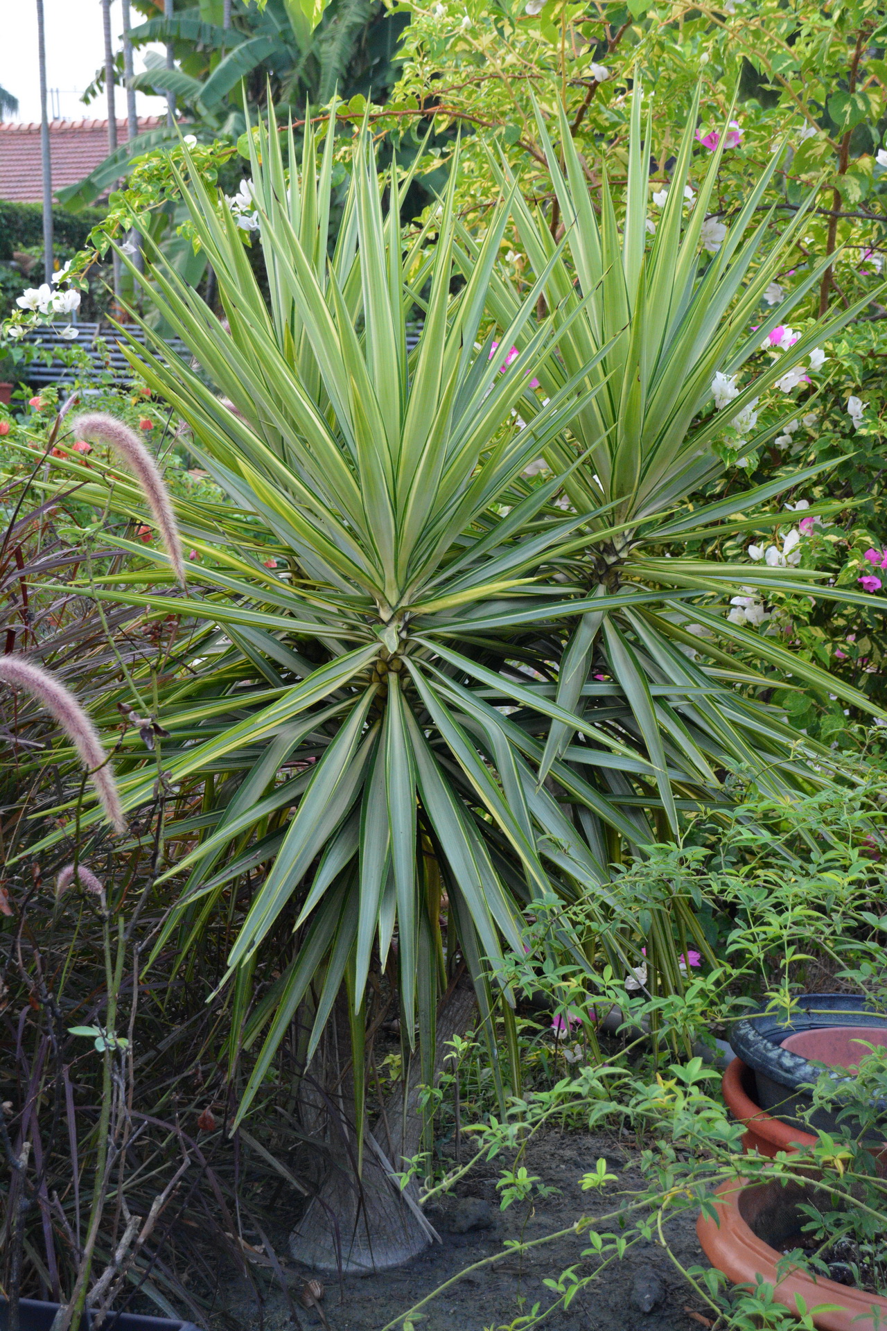 科学网—20200704——象腿蕉（Ensete glaucum (Roxb.) Cheesm.） - 栗茂腾的博文