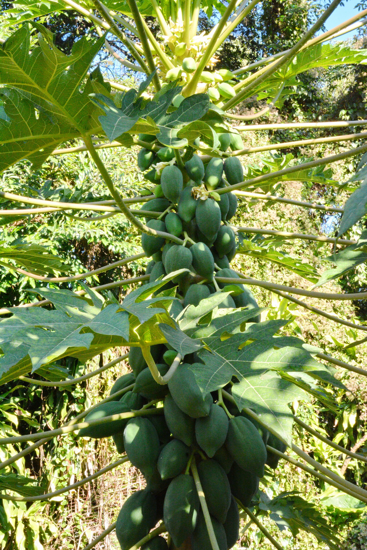 广州市果树所育成番木瓜新品种数量居全国首位