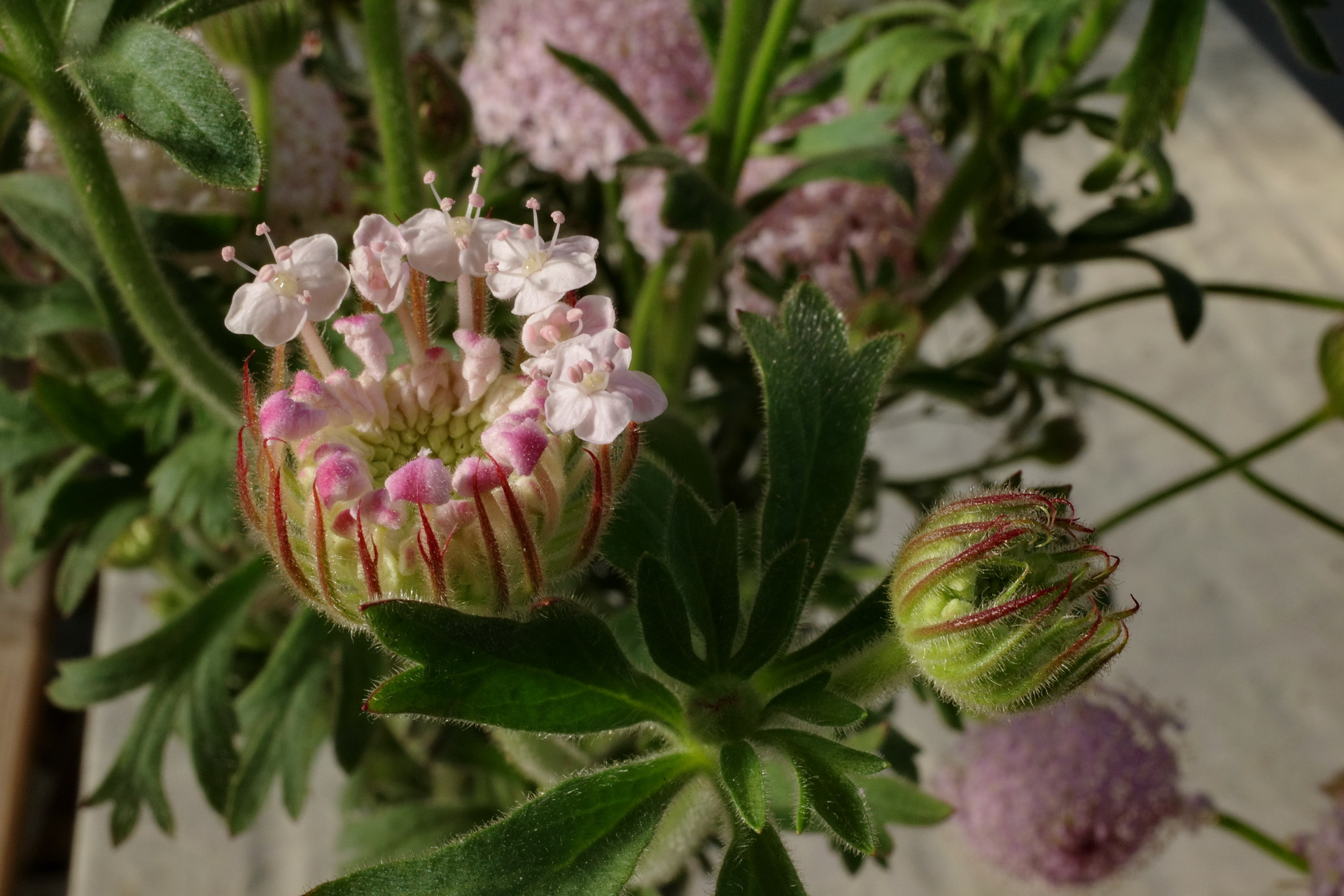 切花cut Flower 菁芳園綠生活