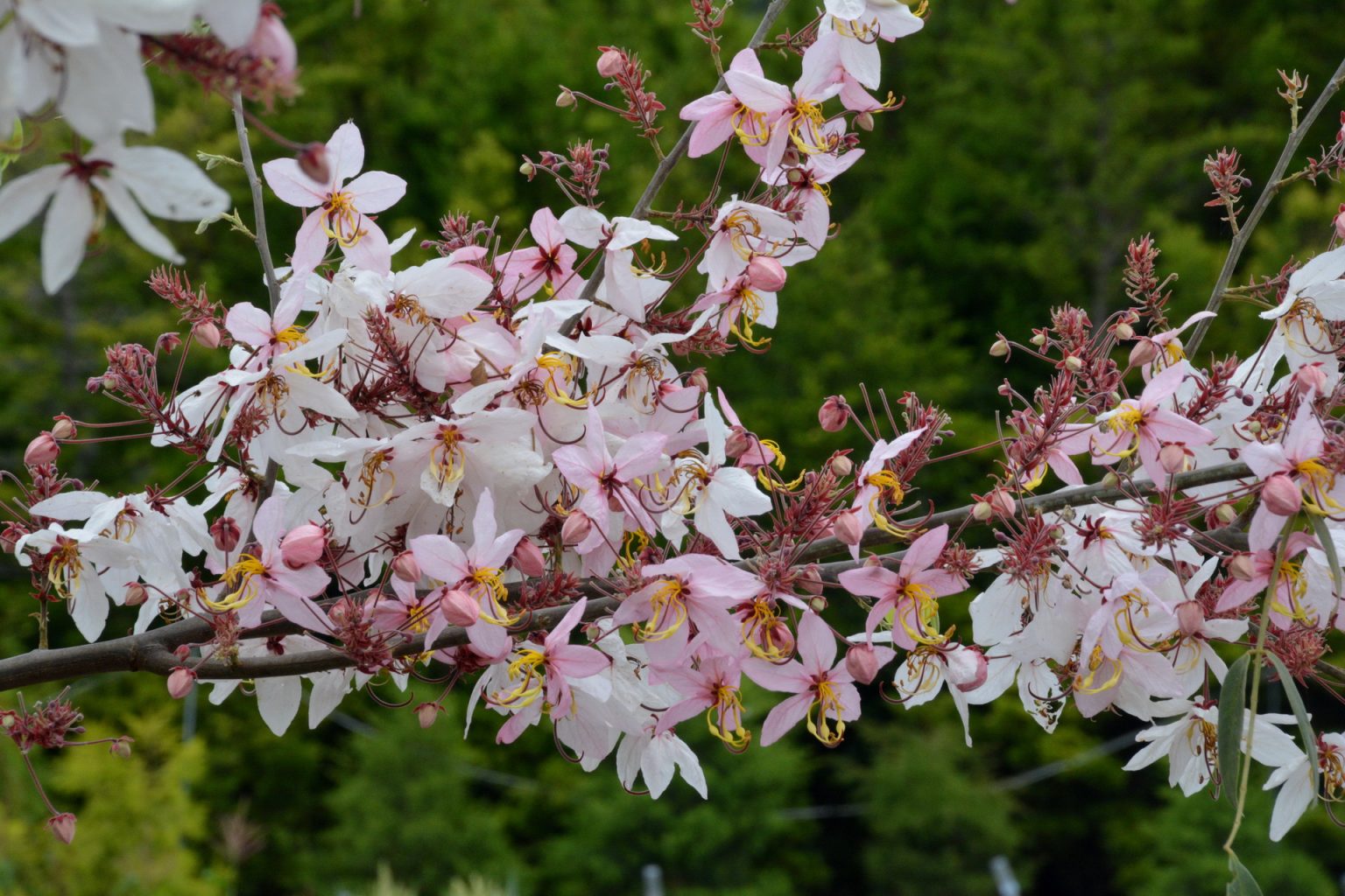 泰国樱花（园博园）图片浏览-泰国樱花（园博园）图片下载 - 酷吧图库