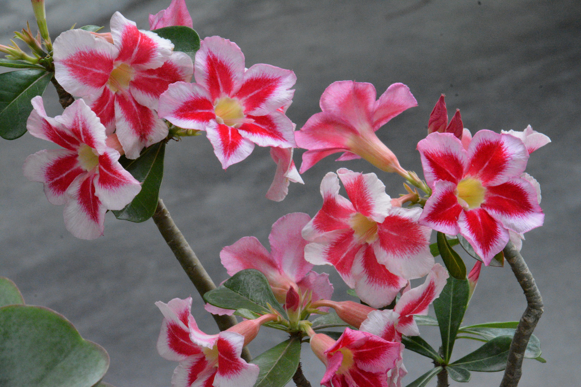 科学网—20201205——沙漠玫瑰（Adenium obesum.） - 栗茂腾的博文