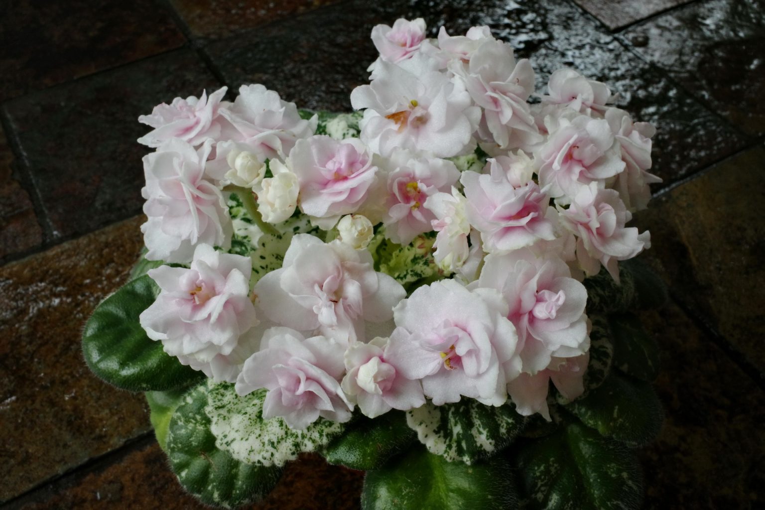 African Violet Catalog 菁芳園綠生活