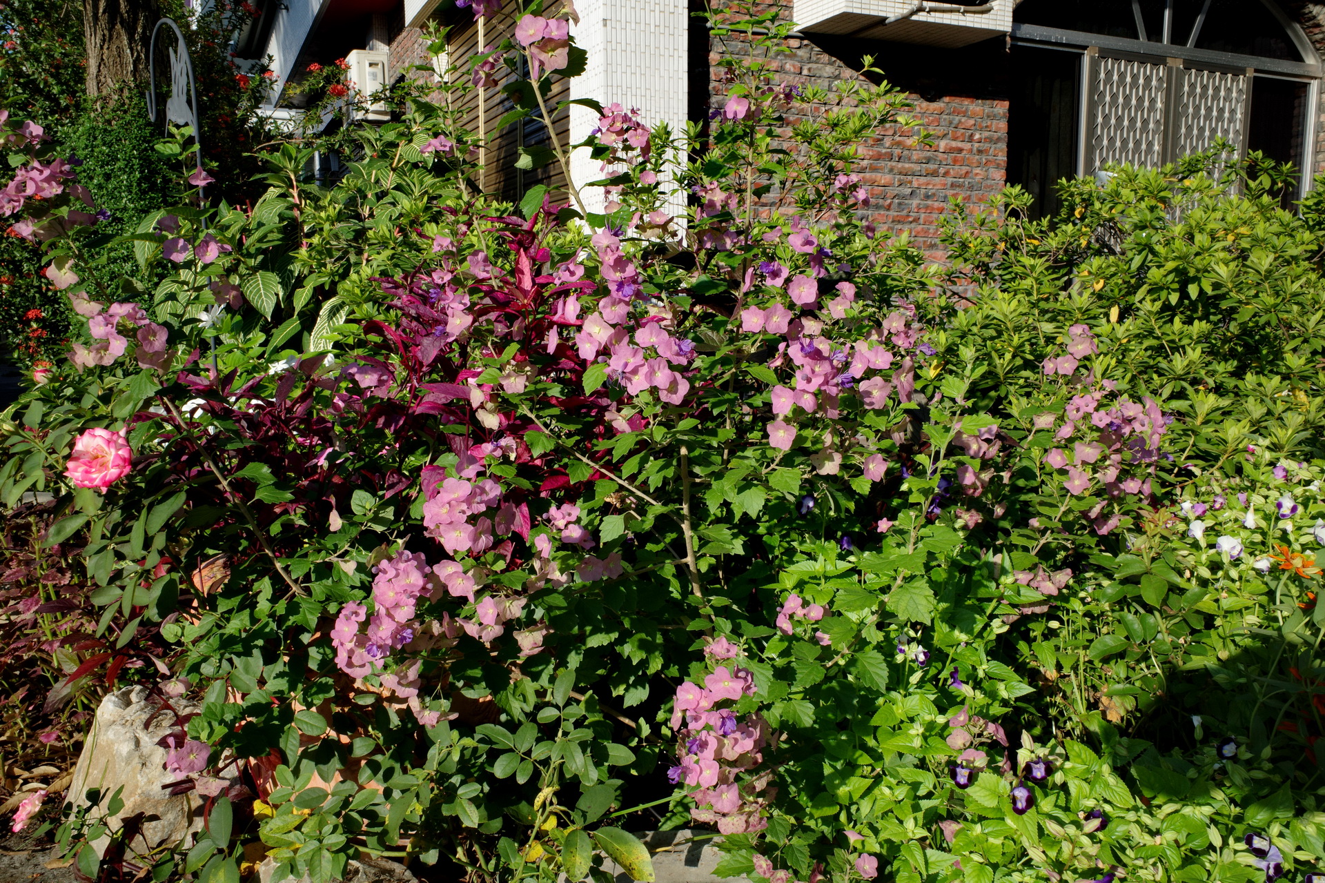 蝶心花 菁芳園綠生活