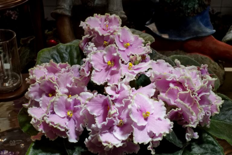African Violet Catalog 菁芳園綠生活