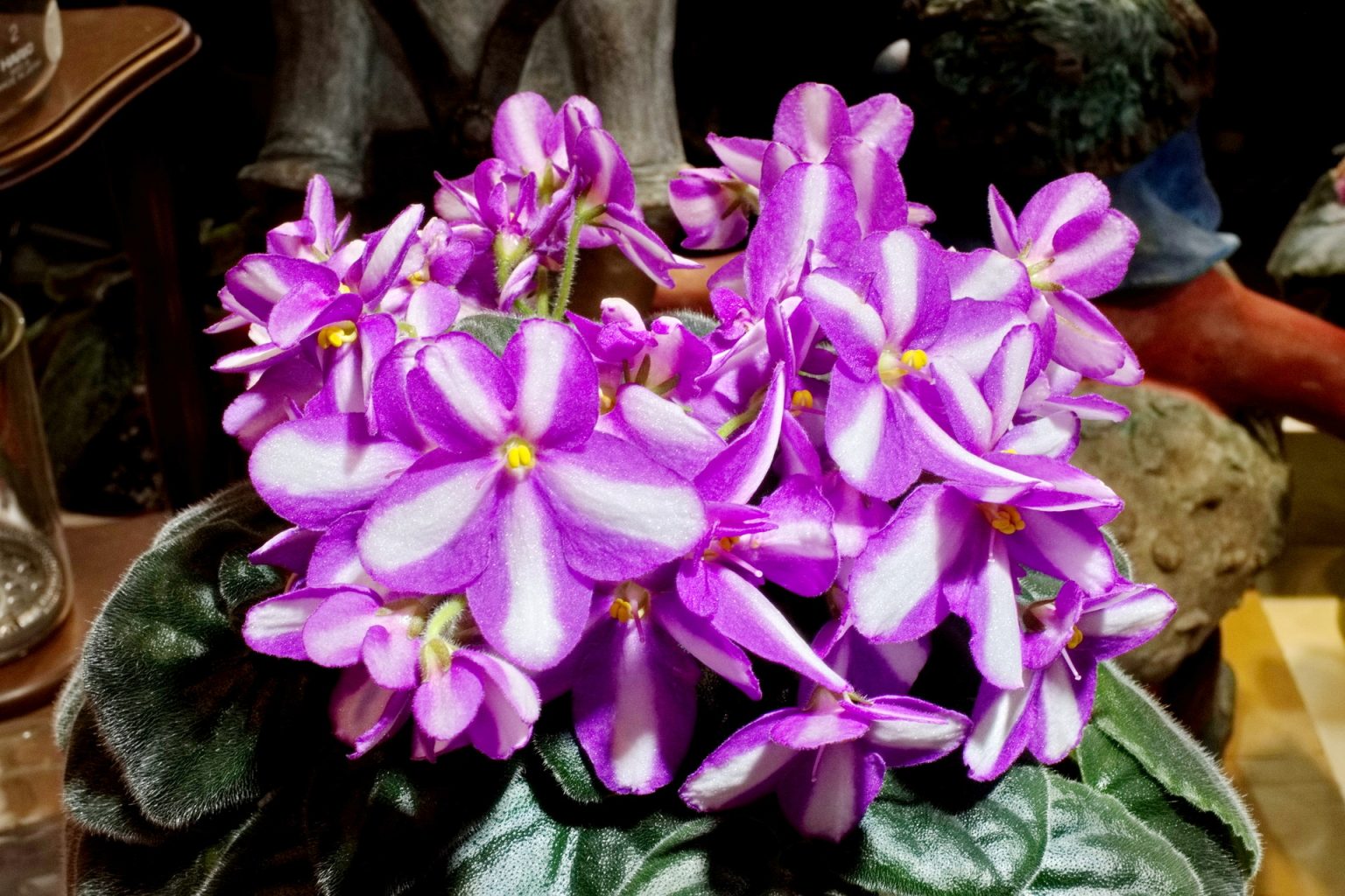 African Violet Catalog 菁芳園綠生活
