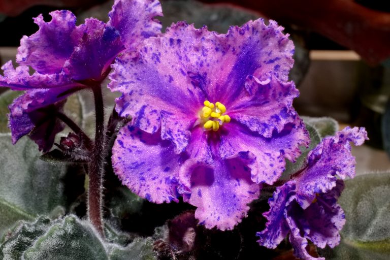 African Violet Catalog 菁芳園綠生活