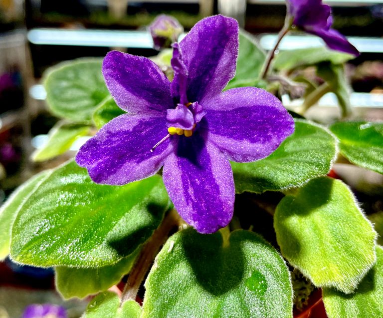 African Violet Catalog 菁芳園綠生活