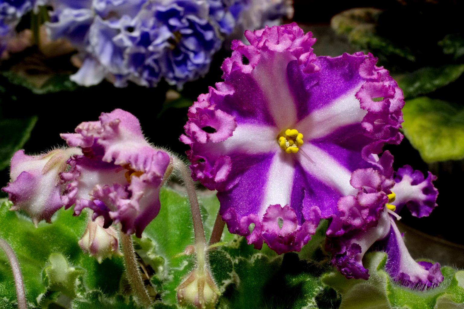 African Violet Catalog 菁芳園綠生活