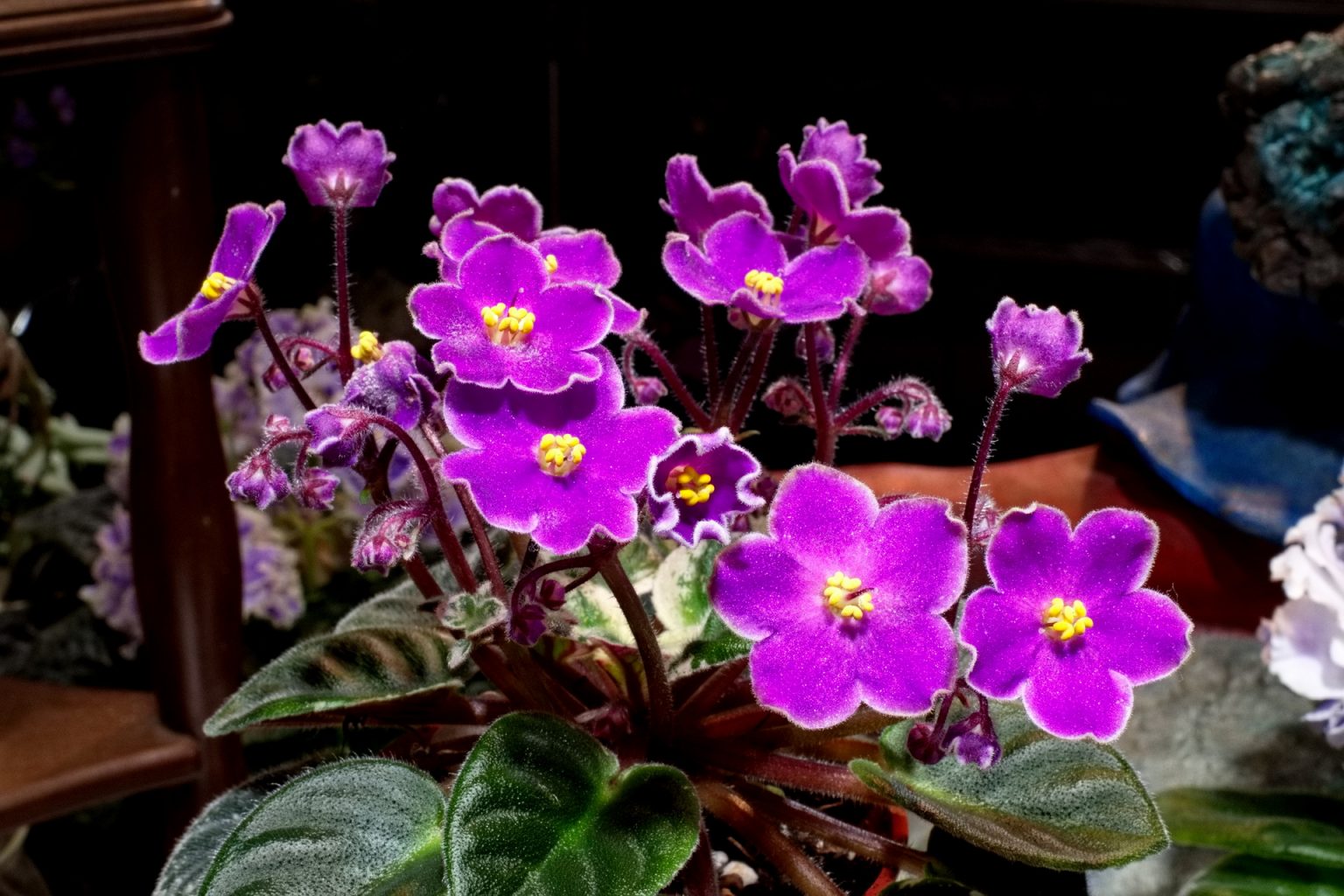African Violet Catalog 菁芳園綠生活