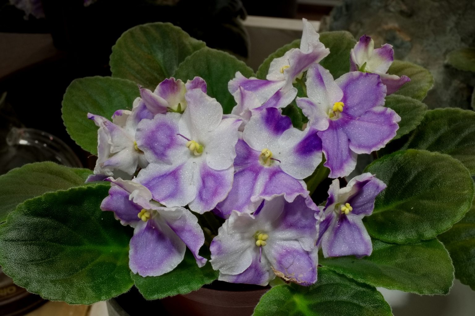 African Violet Catalog 菁芳園綠生活