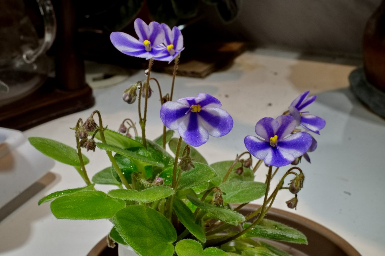 African Violet Catalog 菁芳園綠生活