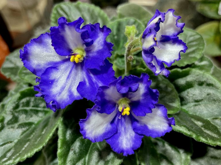 African Violet Catalog 菁芳園綠生活