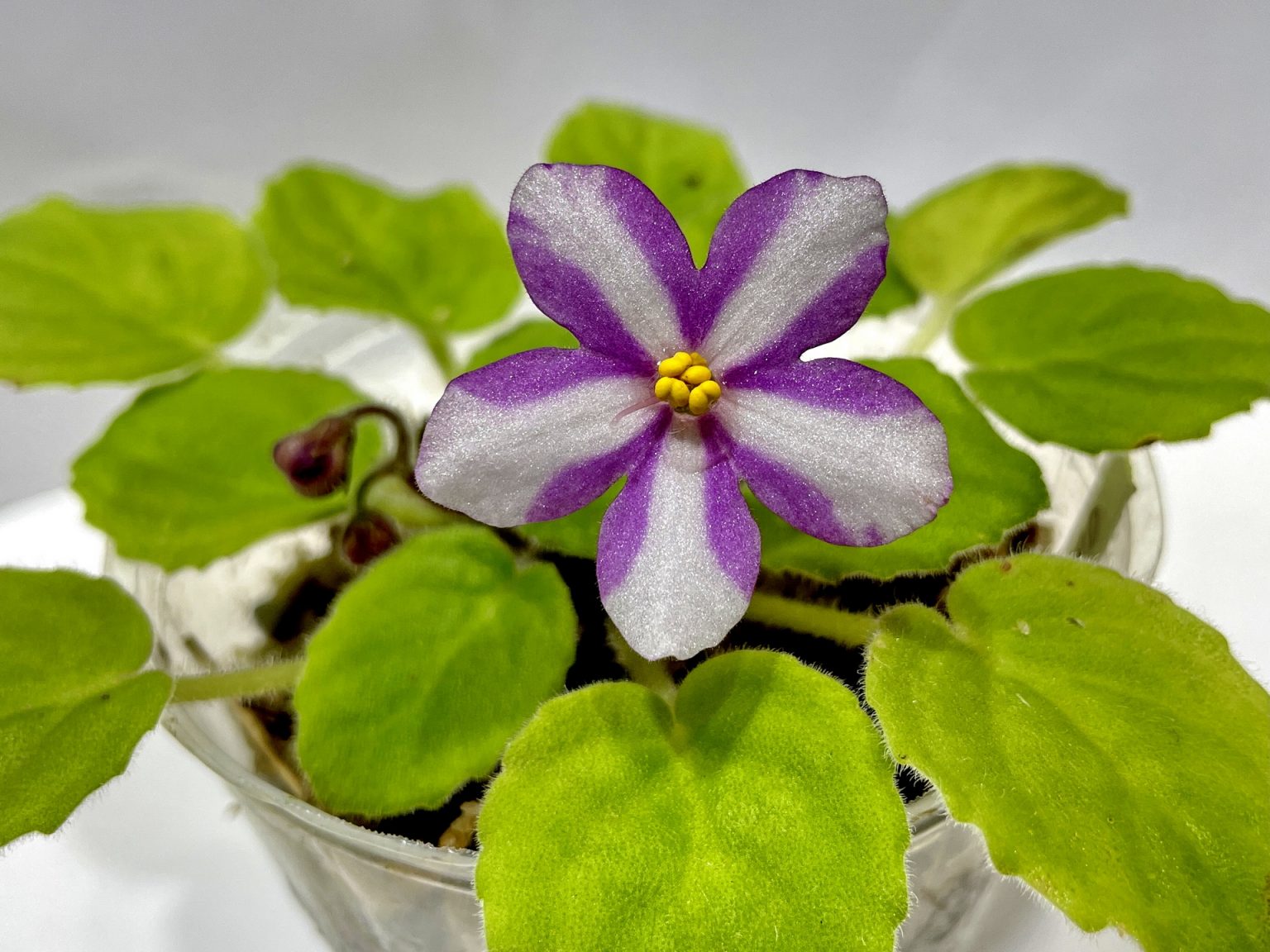 African Violet Catalog 菁芳園綠生活