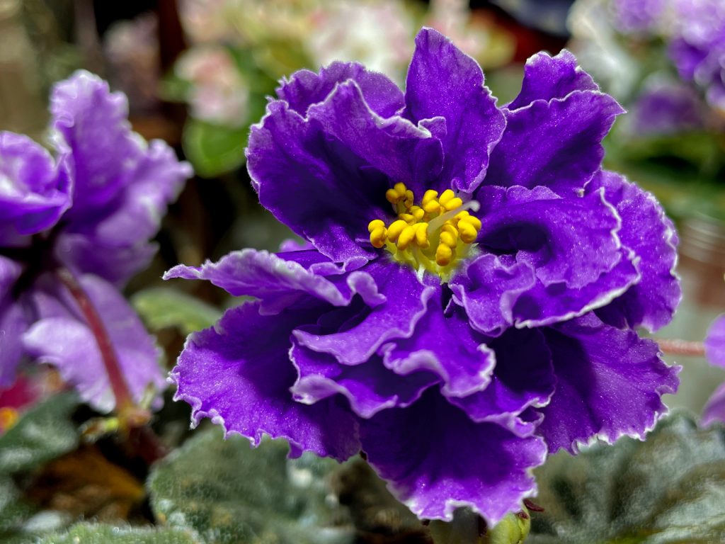 African Violet Catalog 菁芳園綠生活
