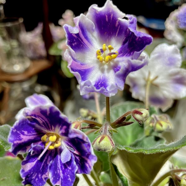 African Violet Catalog 菁芳園綠生活