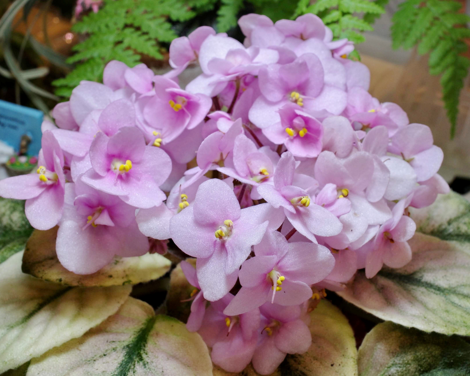 African Violet Catalog 菁芳園綠生活