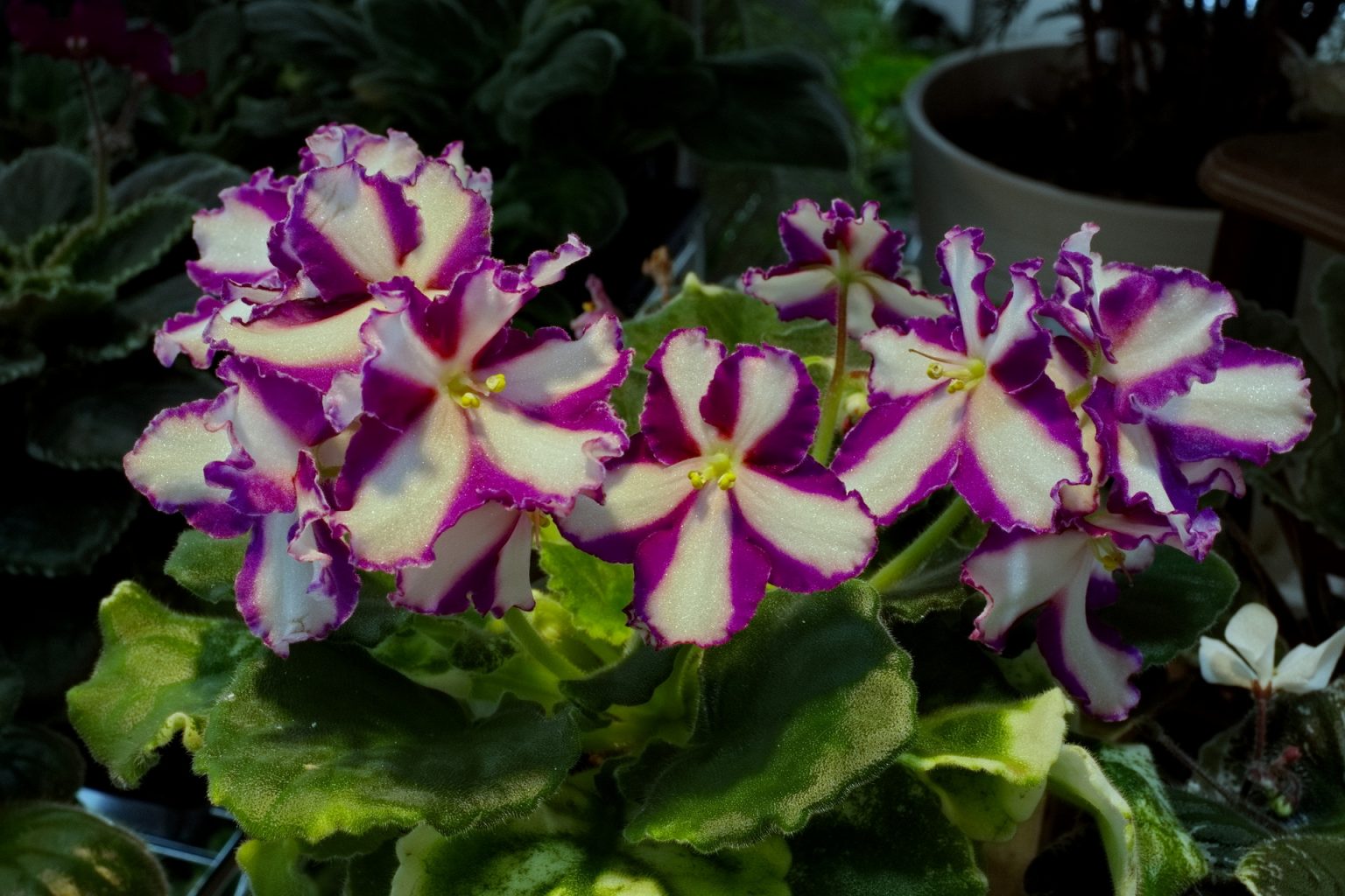 African Violet Catalog 菁芳園綠生活