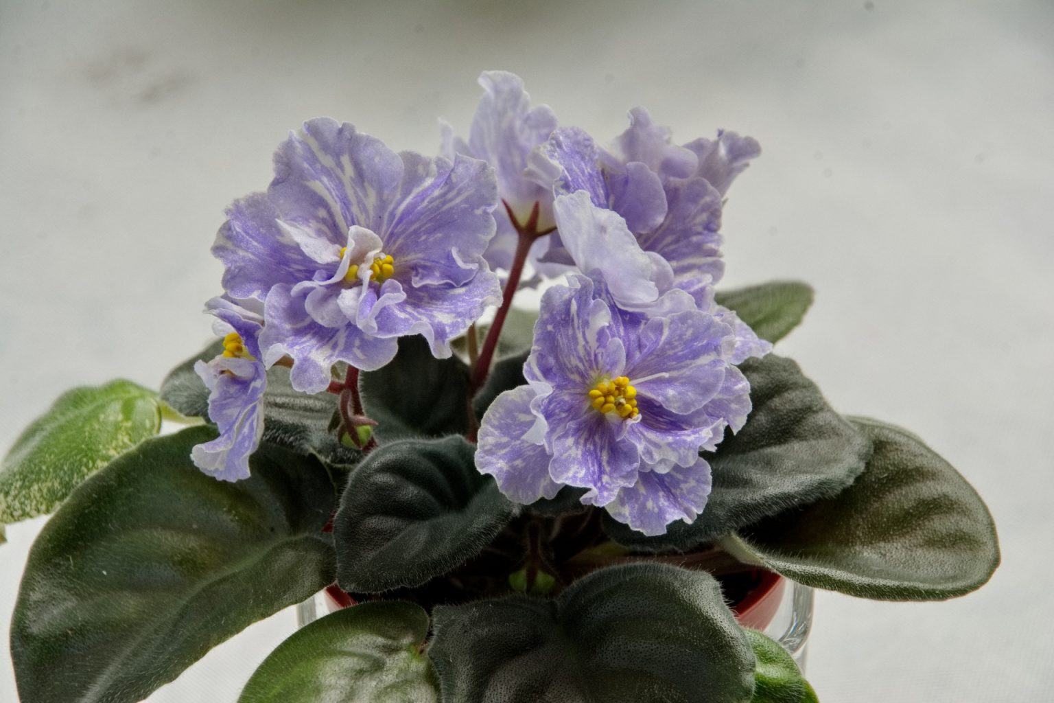 African Violet Catalog 菁芳園綠生活