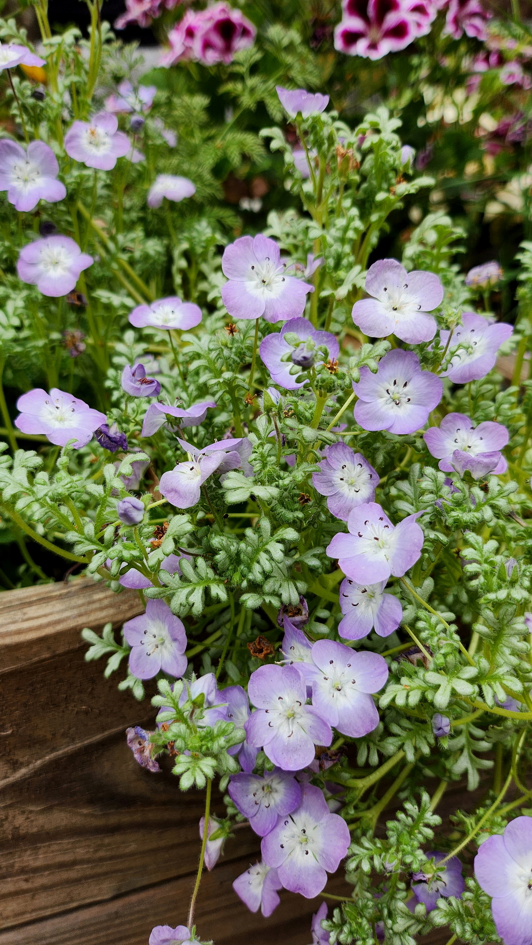 粉蝶花、瑠璃唐草– 菁芳園綠生活