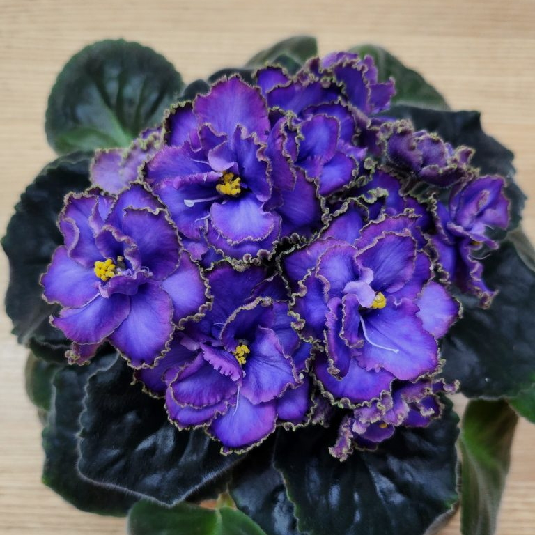 African Violet Catalog 菁芳園綠生活