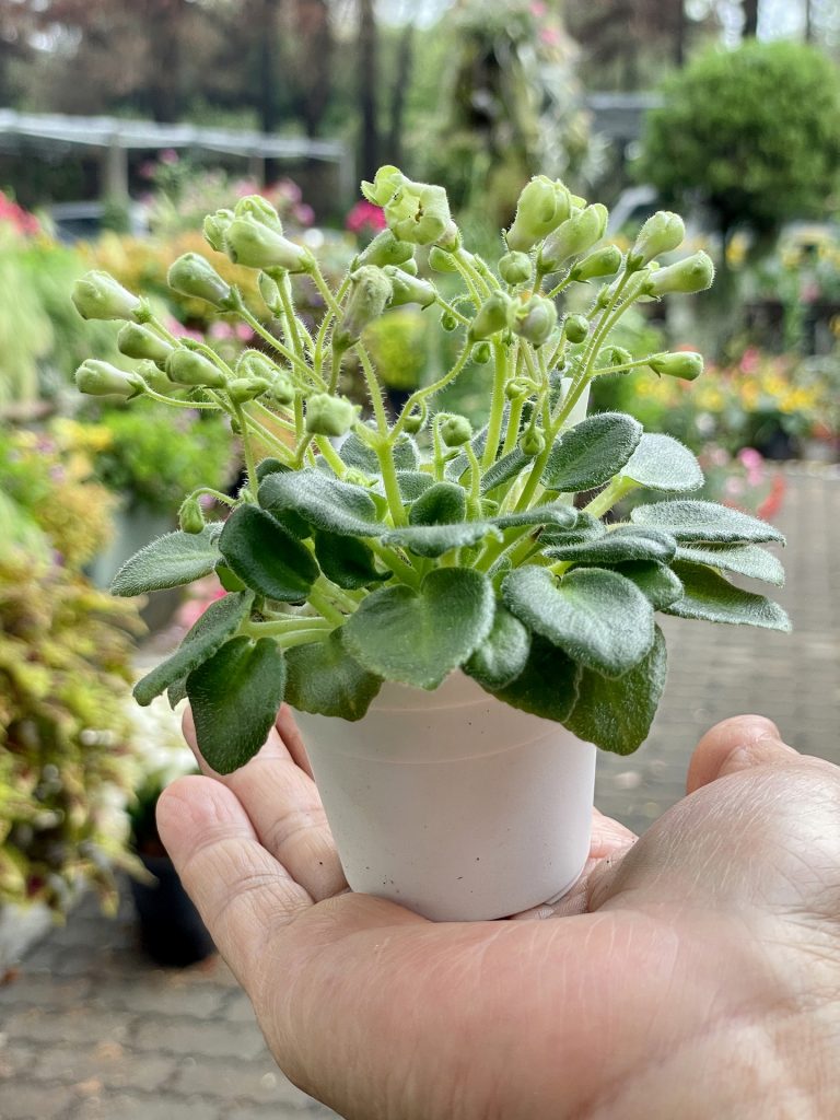 African Violet Catalog 菁芳園綠生活