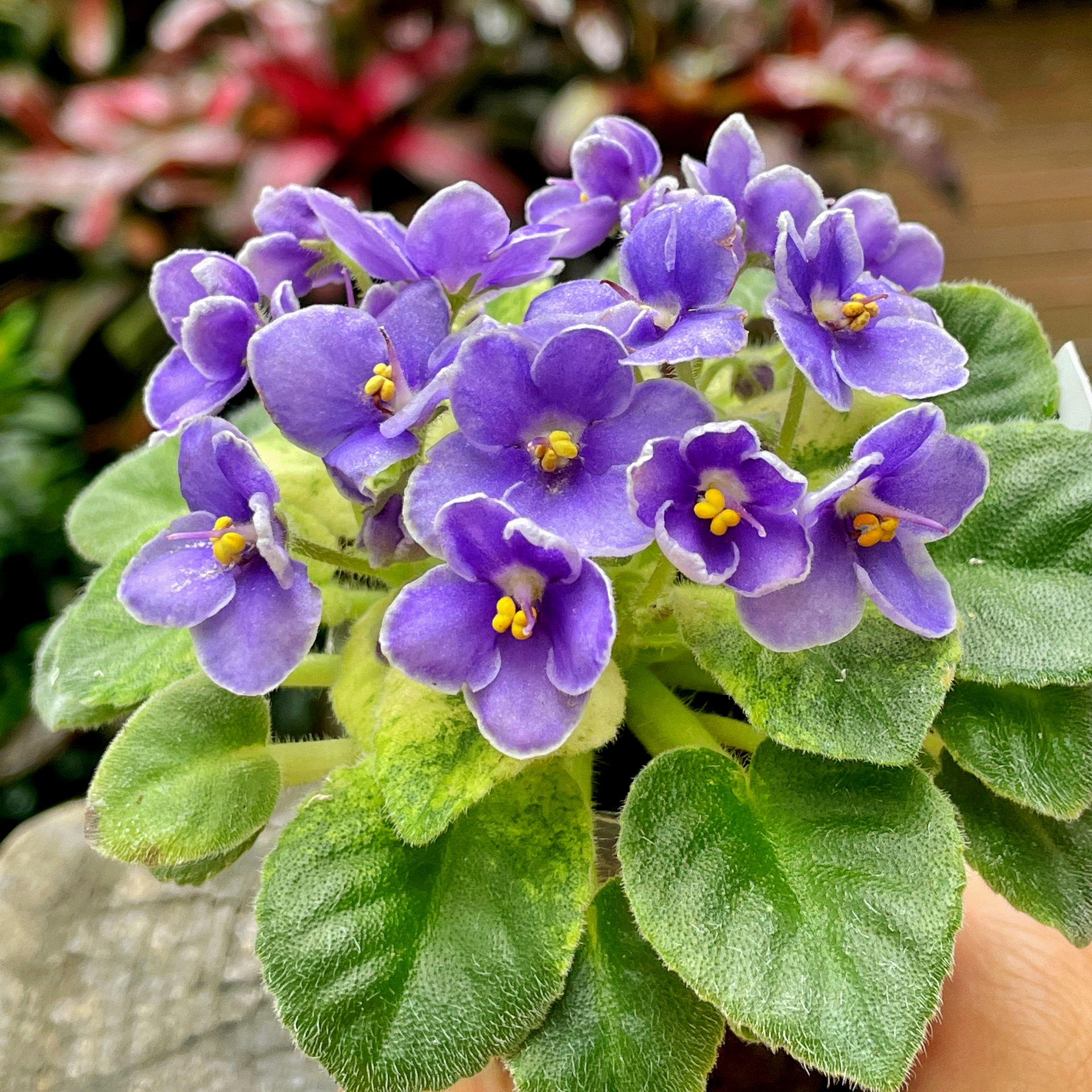 African Violet Catalog 菁芳園綠生活