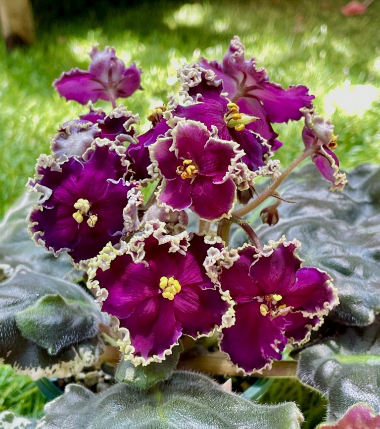 African Violet Catalog 菁芳園綠生活